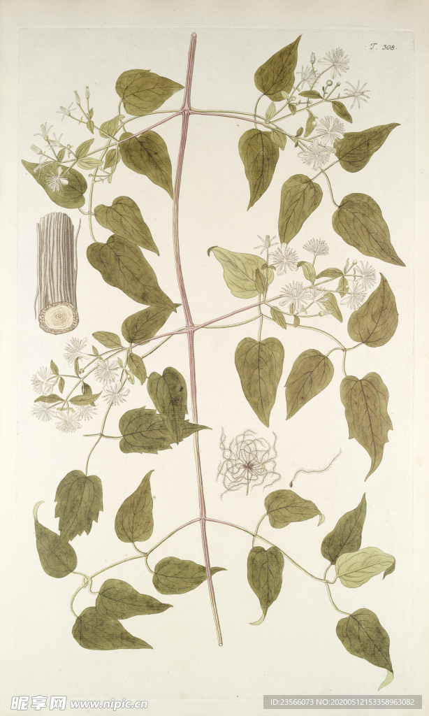 精美绘画草本植物图谱