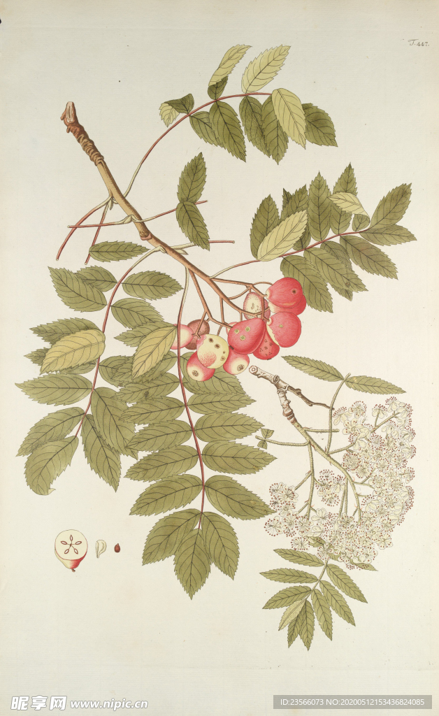 精美绘画草本植物图谱