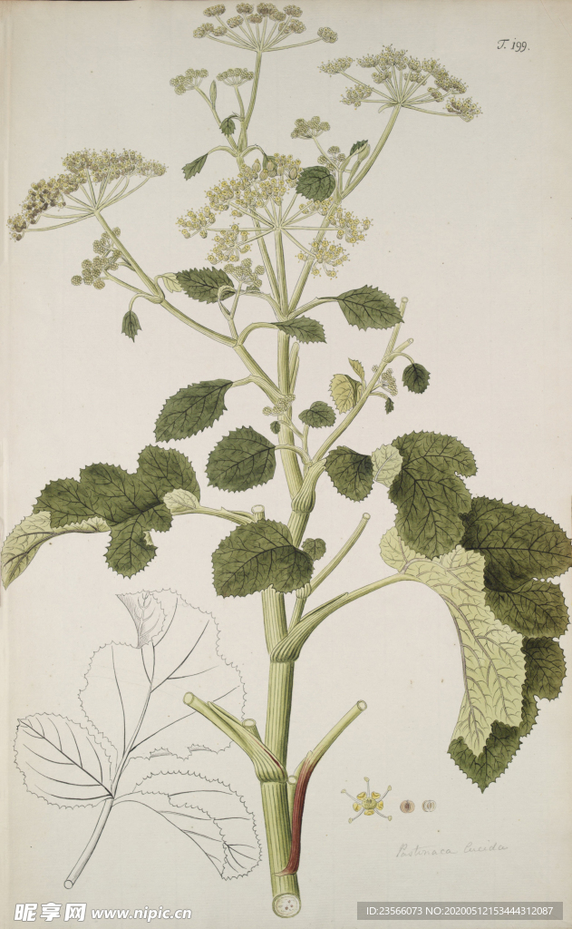 精美绘画草本植物图谱