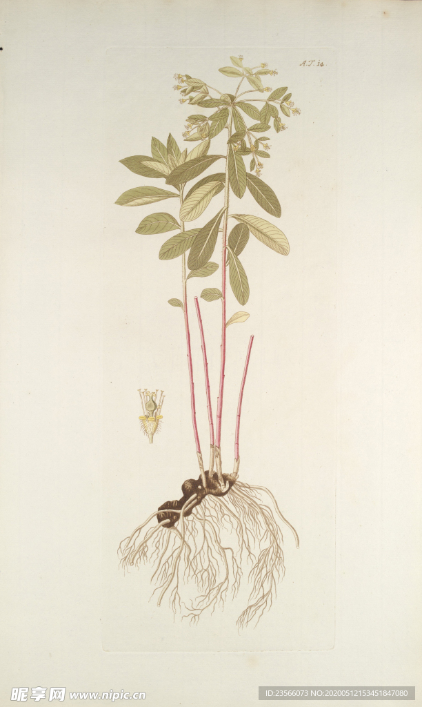 精美绘画草本植物图谱