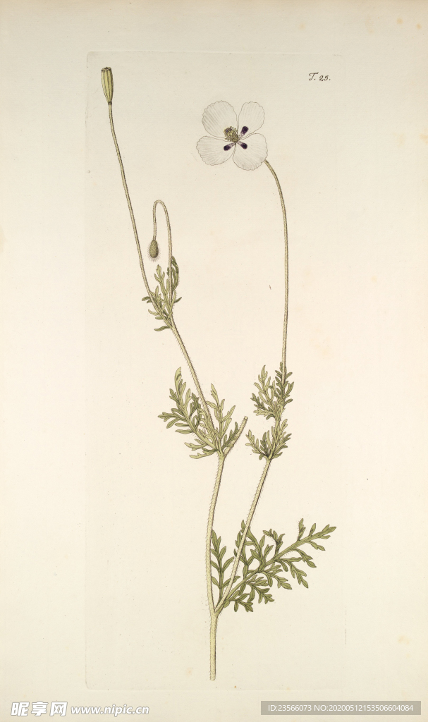 精美绘画草本植物图谱