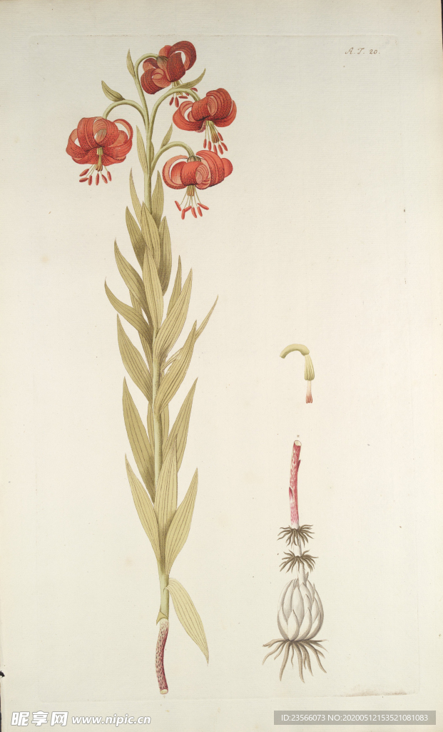 精美绘画草本植物图谱