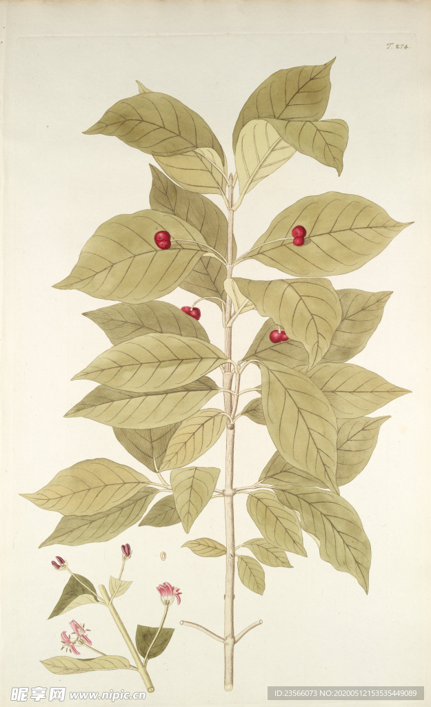 精美绘画草本植物图谱