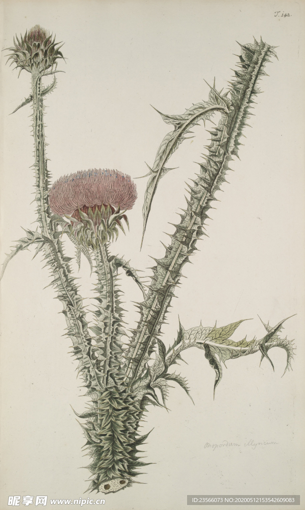 精美绘画草本植物图谱