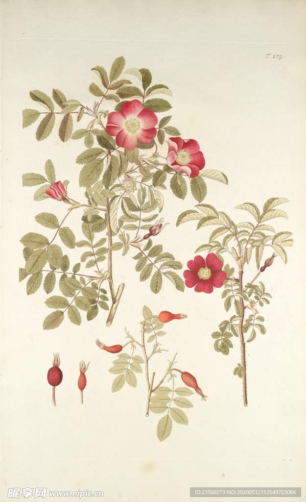 精美绘画草本植物图谱