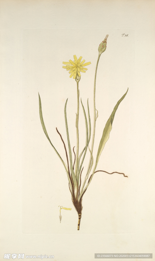 精美绘画草本植物图谱