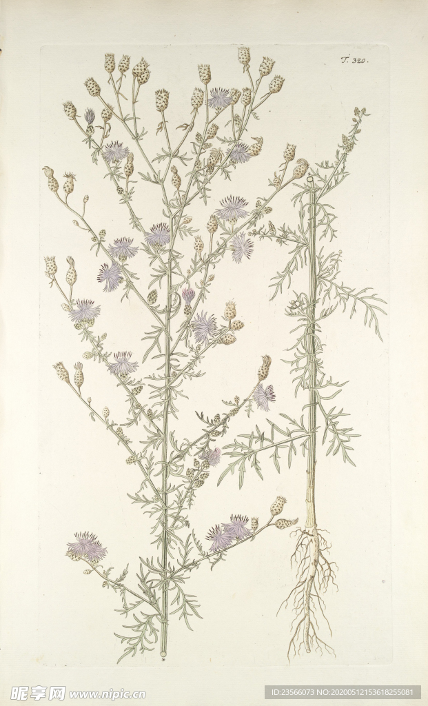 精美绘画草本植物图谱