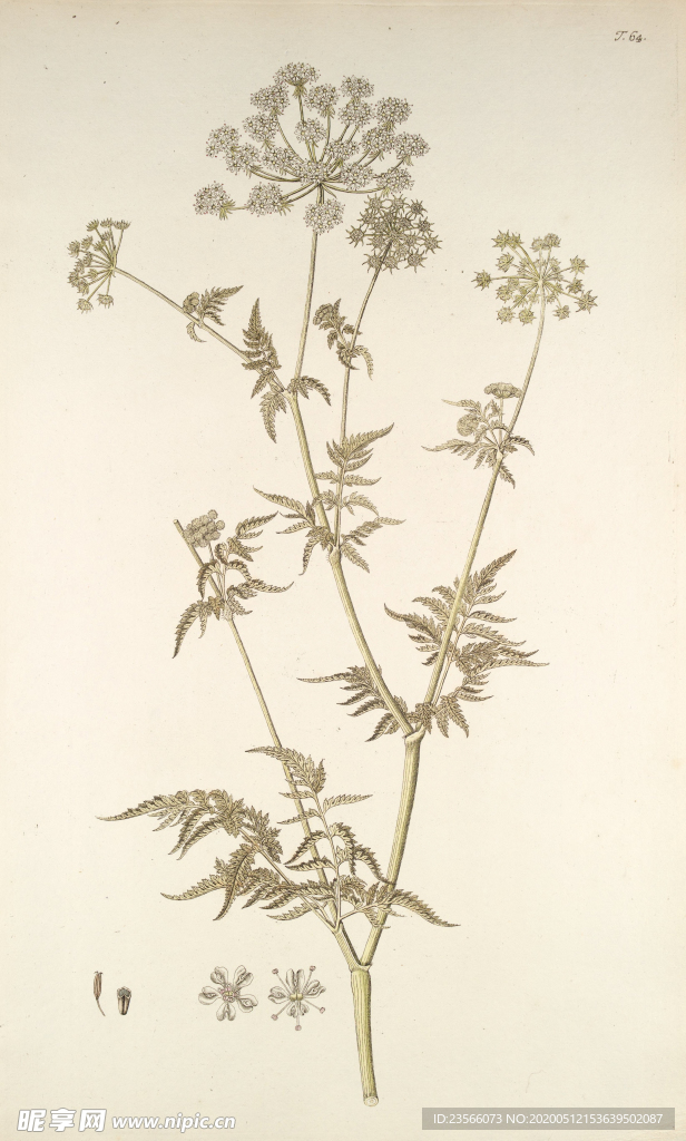 精美绘画草本植物图谱