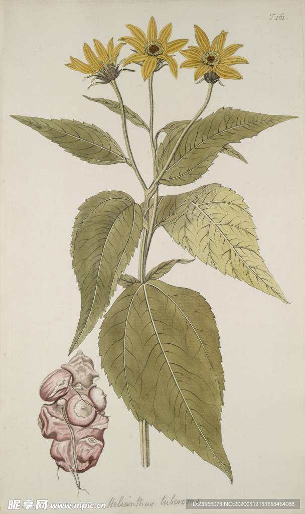 精美绘画草本植物图谱