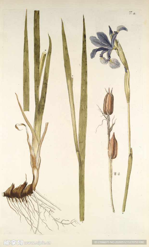 精美绘画草本植物图谱