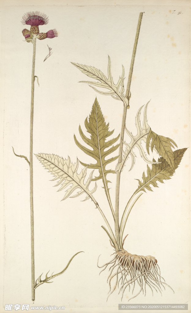 精美绘画草本植物图谱