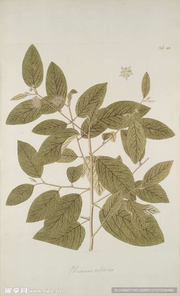 精美绘画草本植物图谱