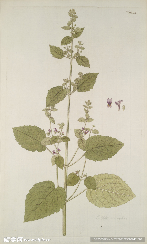 精美绘画草本植物图谱