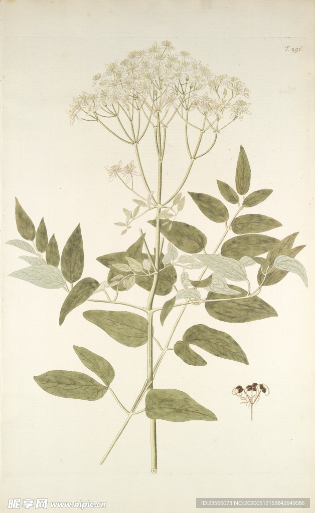 精美绘画草本植物图谱