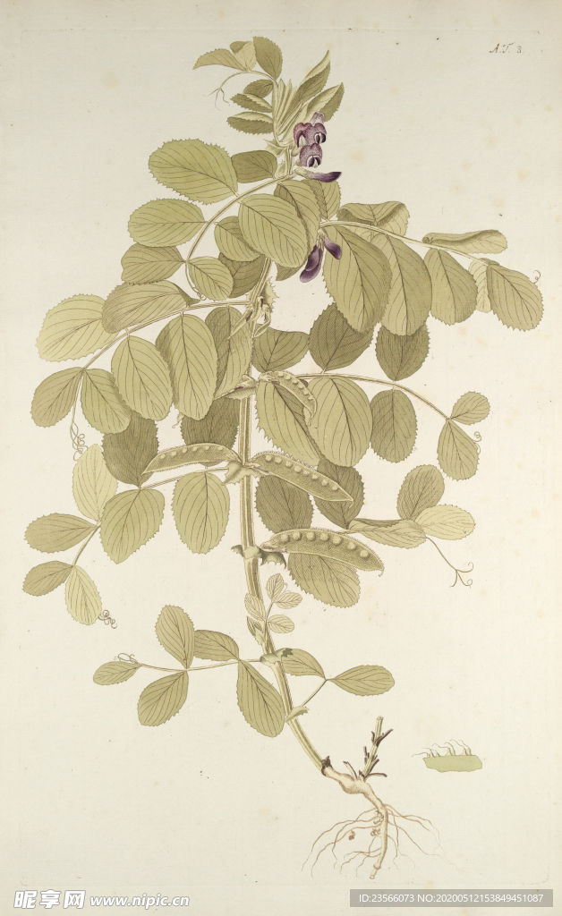 精美绘画草本植物图谱