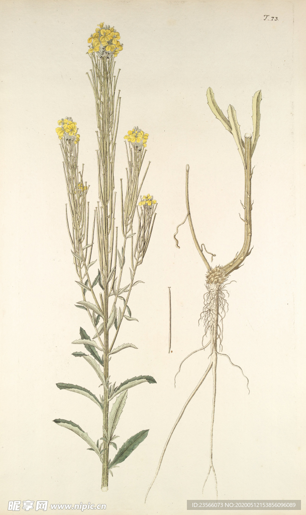 精美绘画草本植物图谱