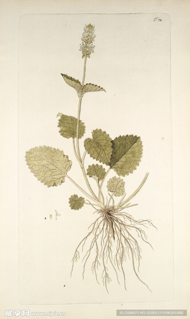 精美绘画草本植物图谱