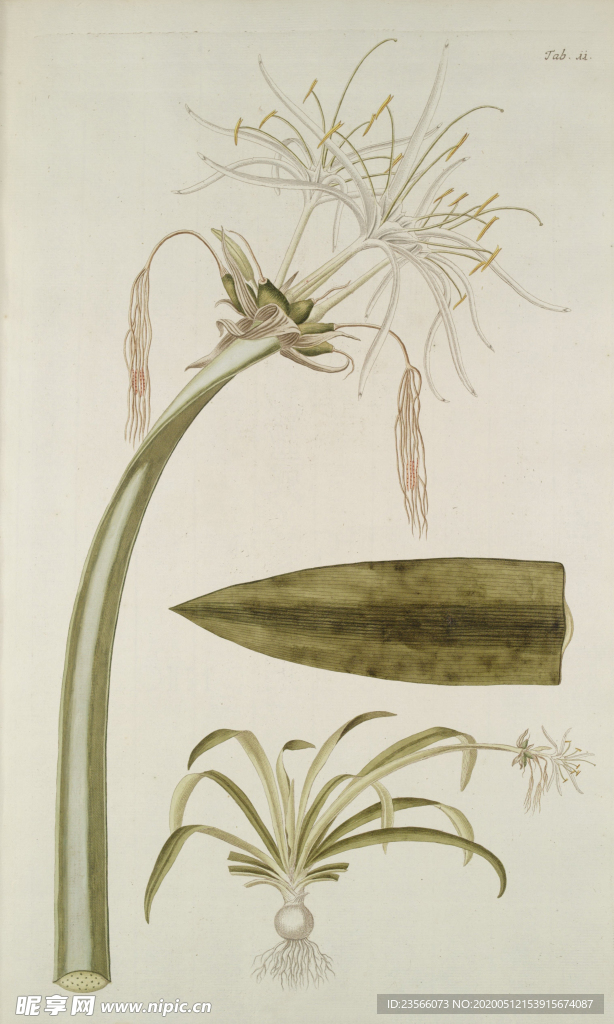 精美绘画草本植物图谱