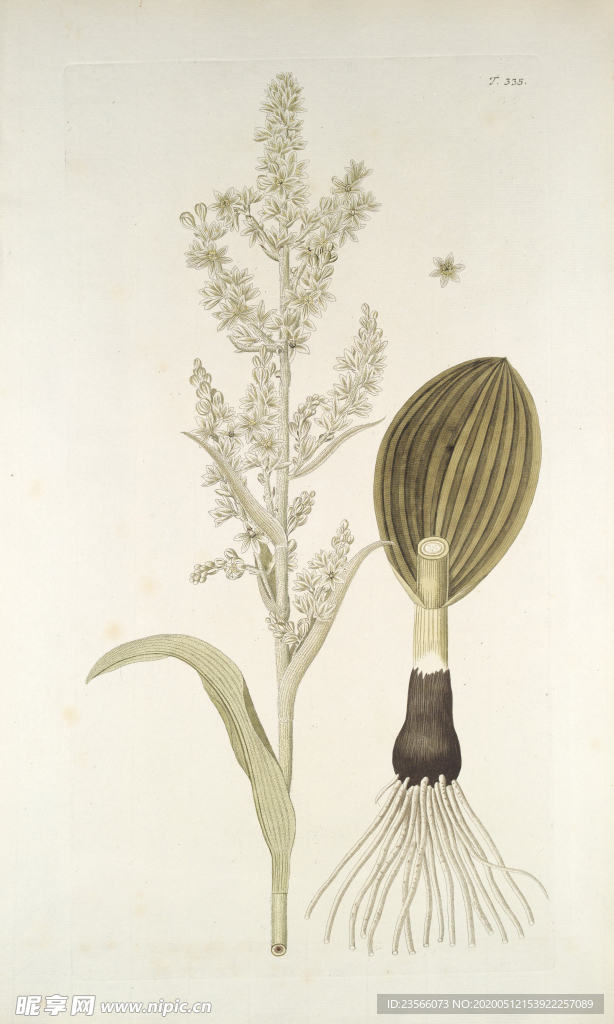 精美绘画草本植物图谱