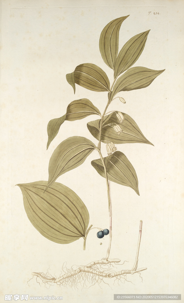 精美绘画草本植物图谱