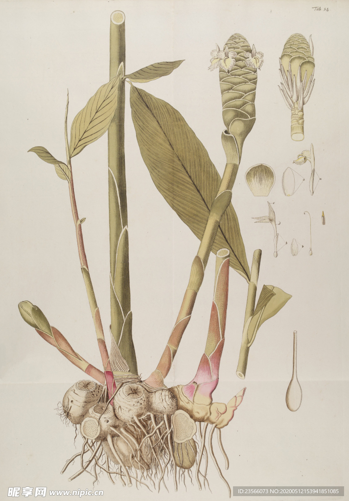 精美绘画草本植物图谱