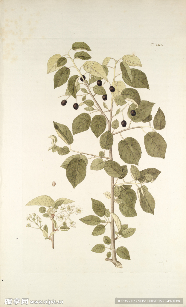 精美绘画草本植物图谱