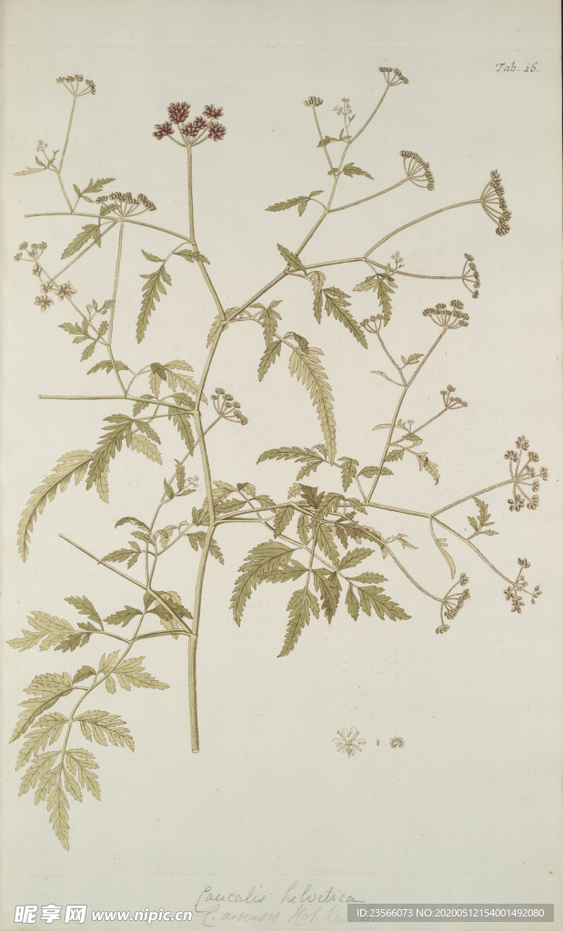 精美绘画草本植物图谱