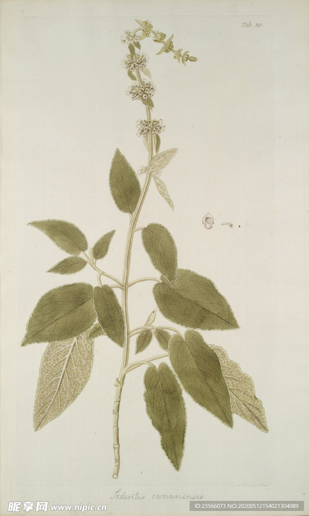 精美绘画草本植物图谱