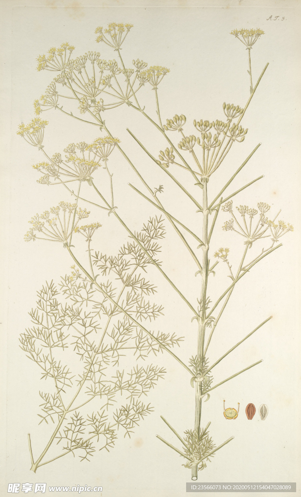 精美绘画草本植物图谱