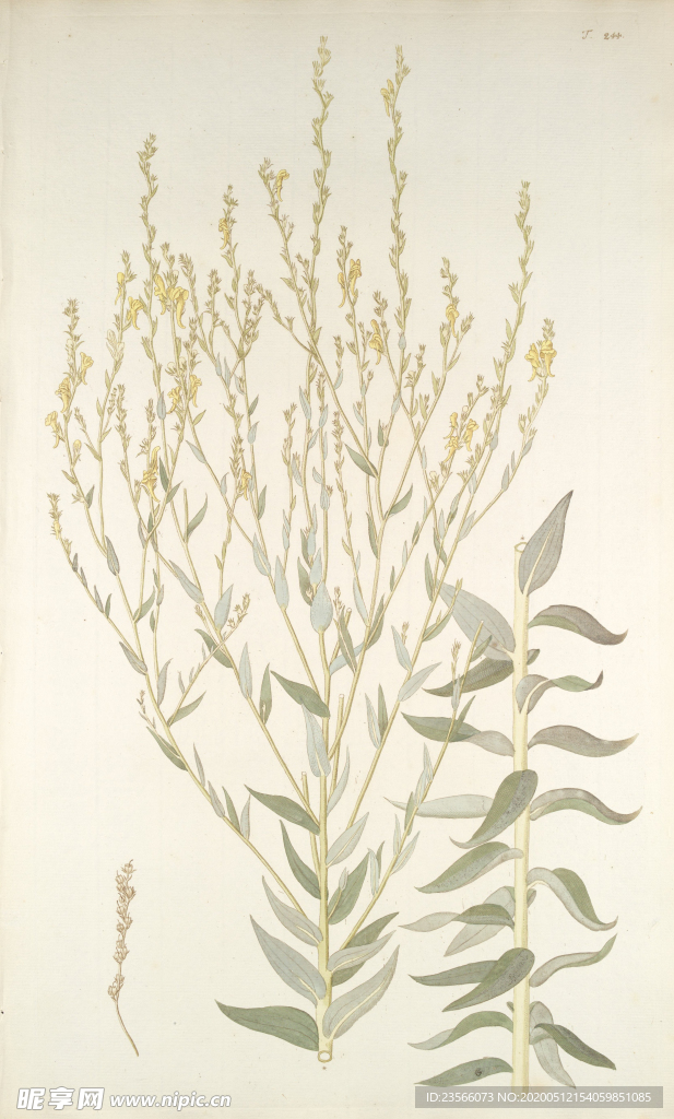 精美绘画草本植物图谱