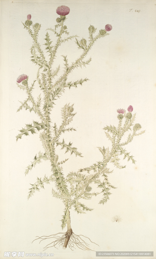 精美绘画草本植物图谱