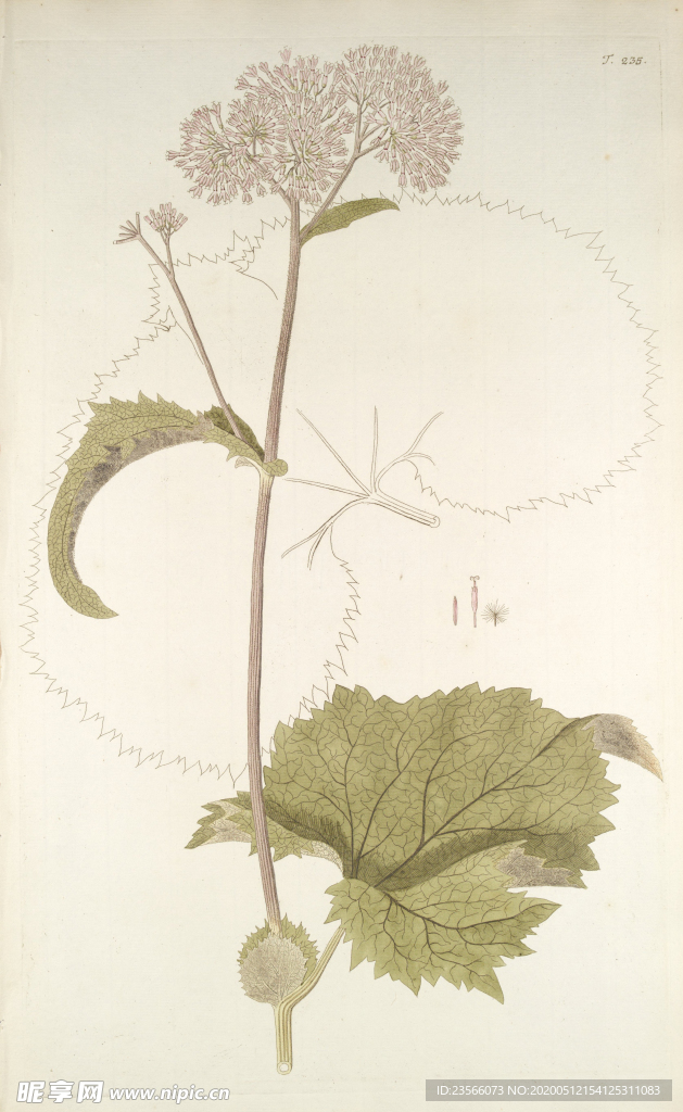 精美绘画草本植物图谱