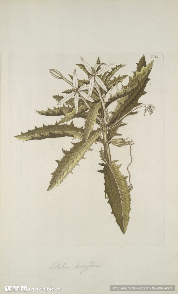 精美绘画草本植物图谱