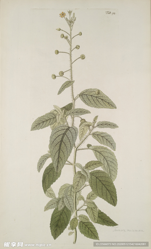 精美绘画草本植物图谱