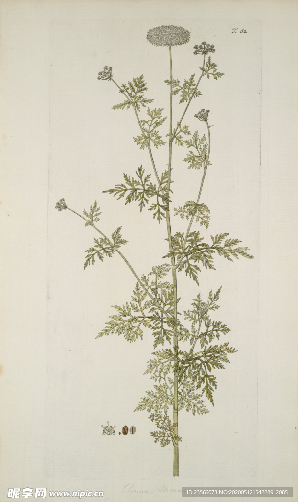 精美绘画草本植物图谱