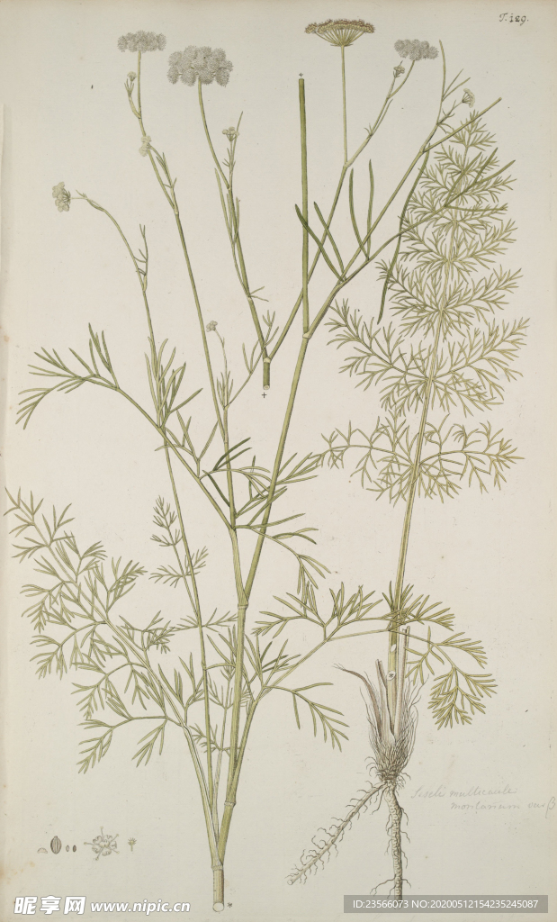 精美绘画草本植物图谱