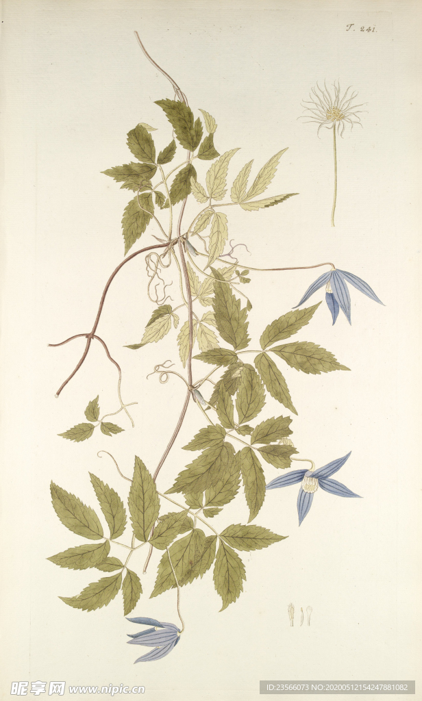 精美绘画草本植物图谱