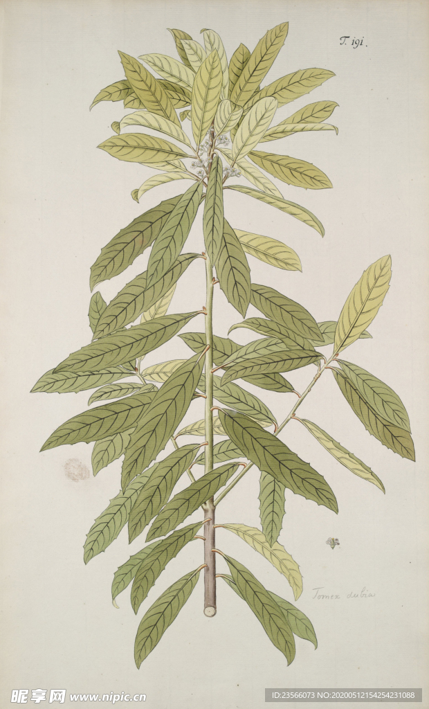 精美绘画草本植物图谱