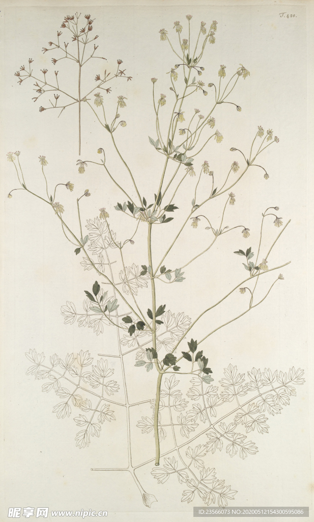 精美绘画草本植物图谱