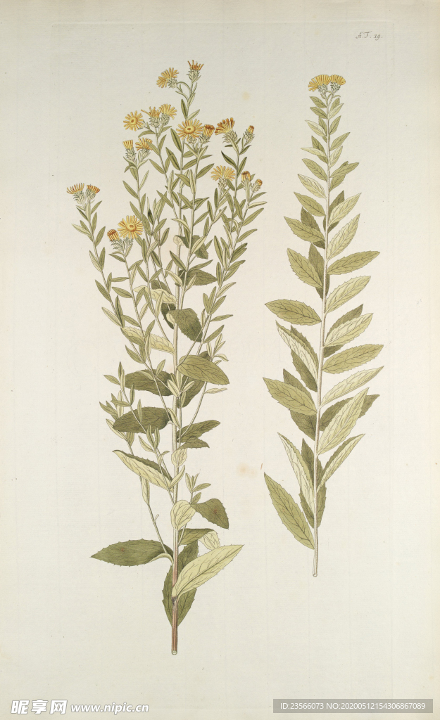 精美绘画草本植物图谱