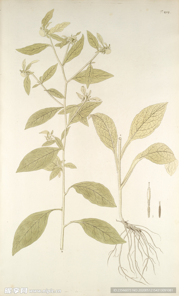 精美绘画草本植物图谱