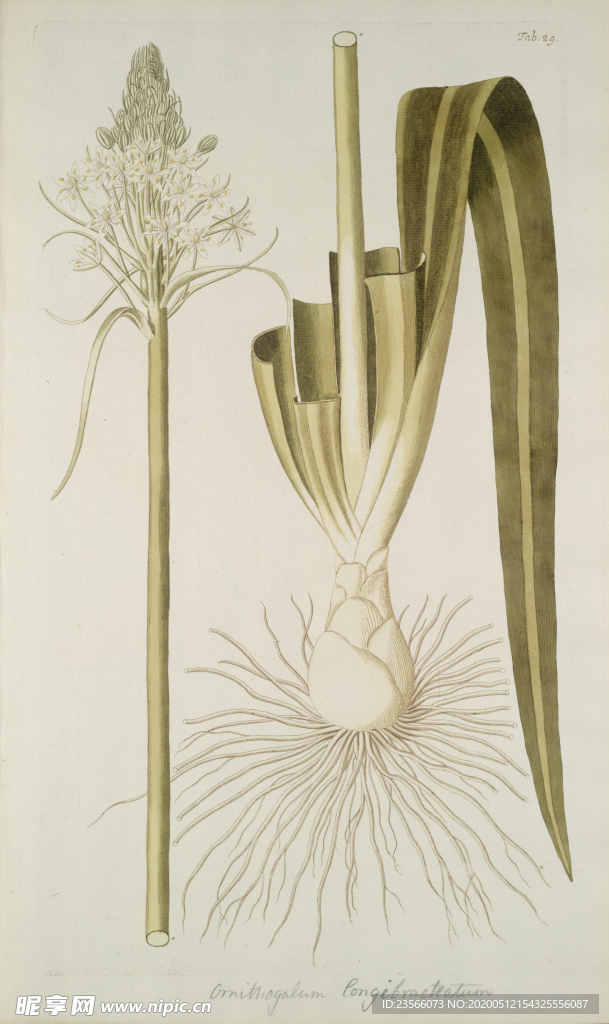 精美绘画草本植物图谱