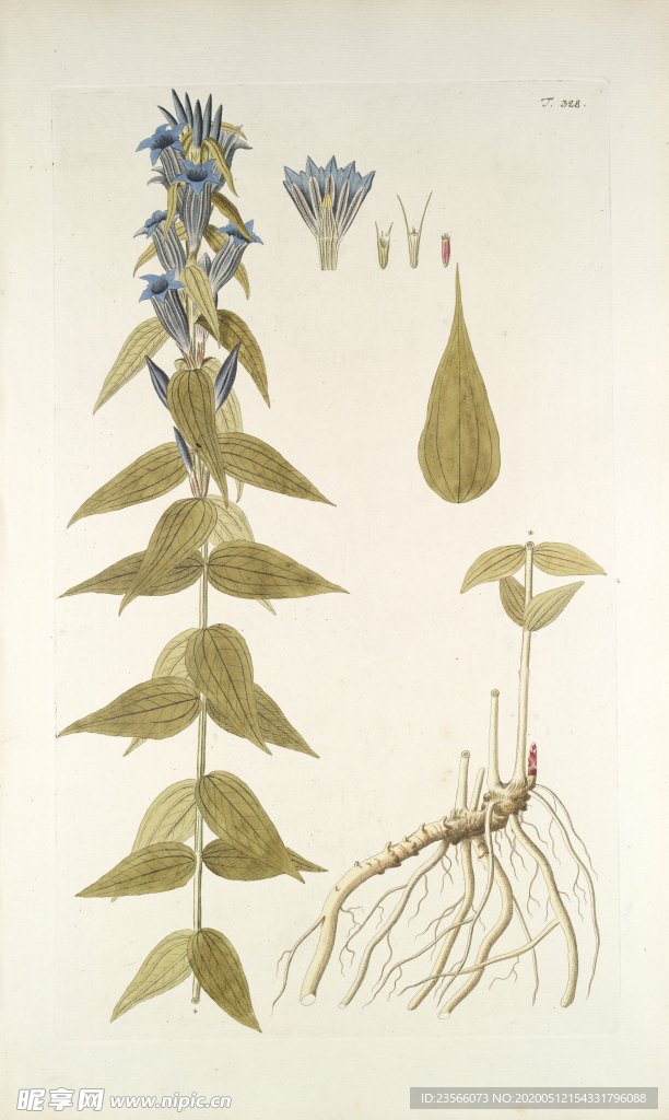 精美绘画草本植物图谱