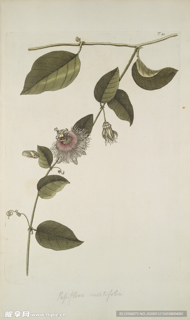 精美绘画草本植物图谱