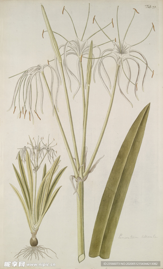 精美绘画草本植物图谱