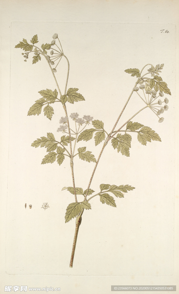 精美绘画草本植物图谱