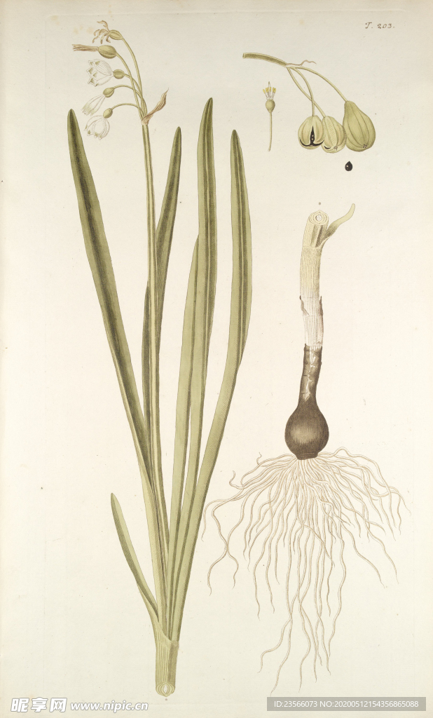 精美绘画草本植物图谱