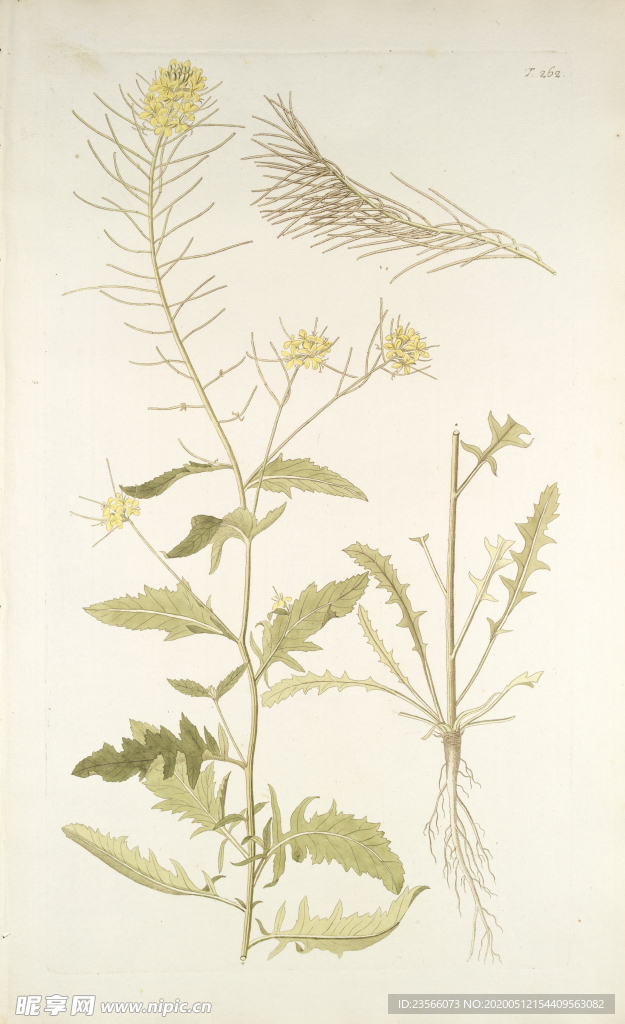 精美绘画草本植物图谱