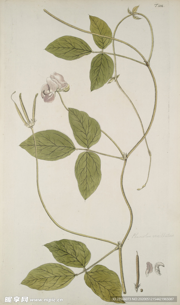 精美绘画草本植物图谱