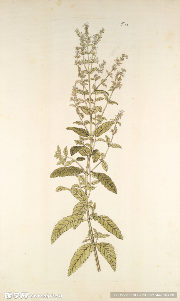 精美绘画草本植物图谱